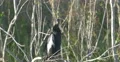Anhinga bird sitting on a branch at Everglades Park, Florida 4k or 4k+ Resolution