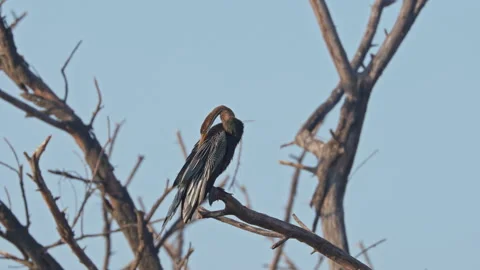Anhinga bird sitting in the tree branch. Video stock 306235805