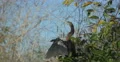 Anhinga bird with wings wide opened at Everglades Park, Florida 4k or 4k+ Resolution