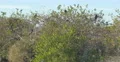 Anhinga birds sitting on branches at Everglades Park, Florida 4k or 4k+ Resolution