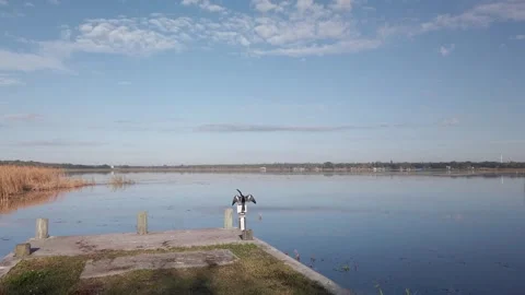 Anhinga black bird behind small limbs on the edge of water. Stock Footage 255801146