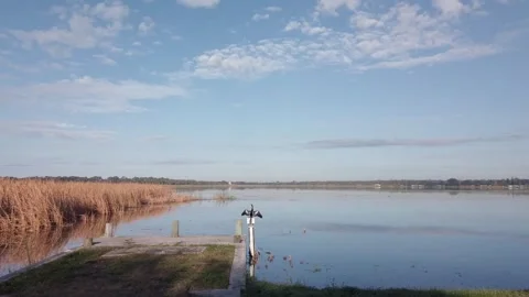 Anhinga black bird behind small limbs on the edge of water. Stock Footage 255801176