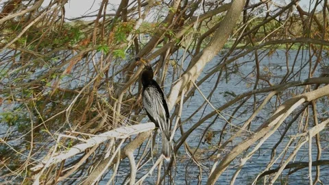 Anhinga black bird perched on small tree limbs on the edge of water. Wings are s Stock Footage 290278679