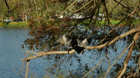 Anhinga black bird perched on small tree limbs on the edge of water. Wings are s Stock Footage 290278879