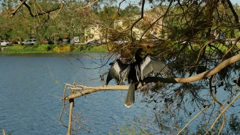 Anhinga black bird perched on small tree limbs on the edge of water. Wings are s Stock Footage 290279145