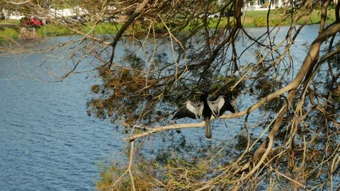 Anhinga black bird perched on small tree limbs on the edge of water. Wings are s Stock Footage 290279154