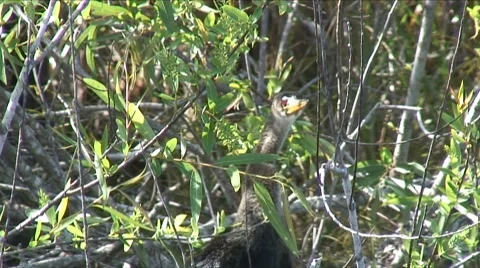 Anhinga in the bushes Stock Footage 7745987