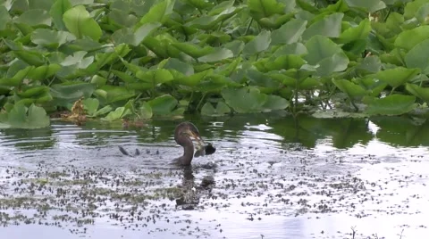 Anhinga Catches a Fish Video stock 42680665