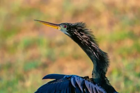 Anhinga closeup Stock-Fotos