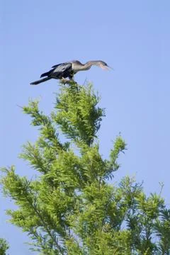 Anhinga in cypress tree Stock Photos