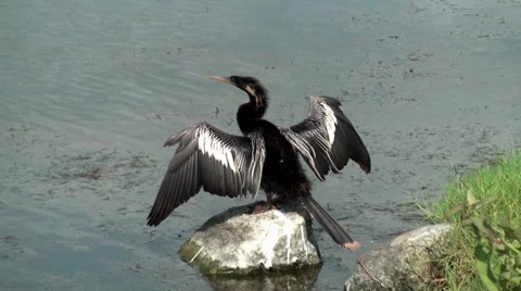 Anhinga Darter On A Rock Drying Wings Stock Footage 27304626