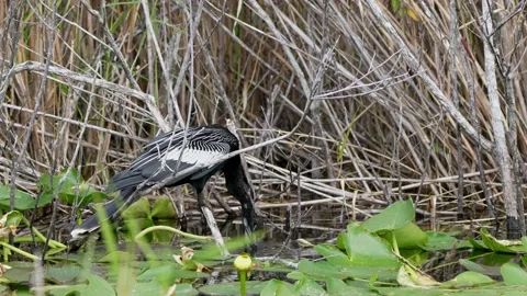 Anhinga Diving into Swamp Stock Footage 147295783