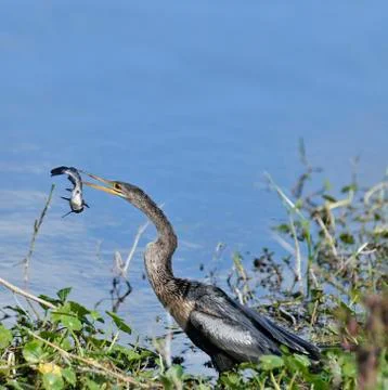Anhinga Downing A Fish Stock Photos