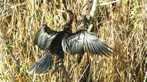 Anhinga drying feathers after hunting in water Stock-Footage 59918793