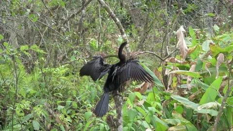 Anhinga drying its wings and preening in the sun in the everglades. Видео 241531252