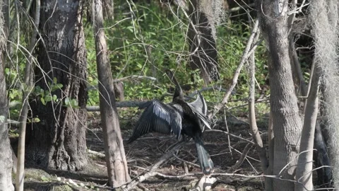 Anhinga drying its wings and preening in the sun in the everglades. Video stock 241531253
