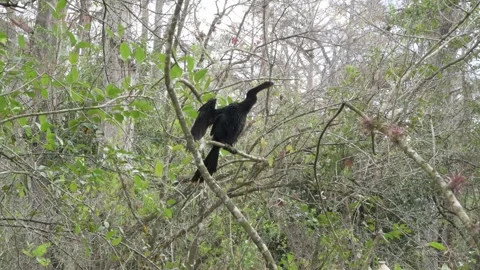 Anhinga drying its wings and preening in the sun in the everglades. Video stock 241531506