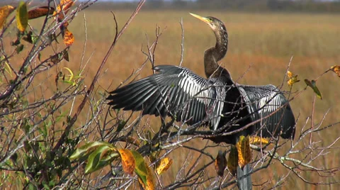 Anhinga Drying its Wings at the Everglad... | Stock Video | Pond5
