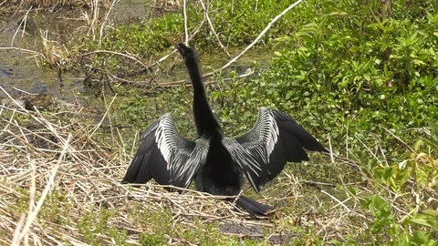Anhinga drying it's wings Stock Footage 94271362