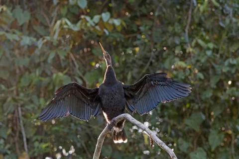 Anhinga Drying its Wings Photos