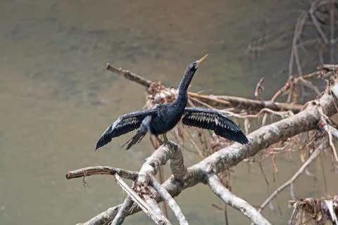 Anhinga Drying its Wings Stockfoto's