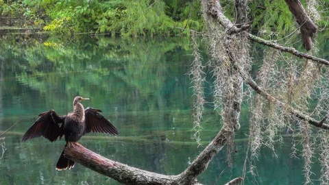 Anhinga drying its wings in Silver Springs, FL 4K Video stock 112269804