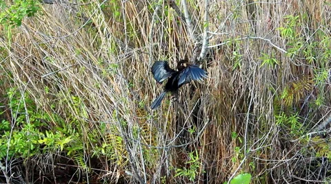 Anhinga drying wings after fish hunting in sawgrass marsh 動画素材 59918775