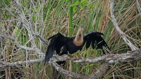 Anhinga Drying Wings in Florida Wetlands Stock Footage 306814385