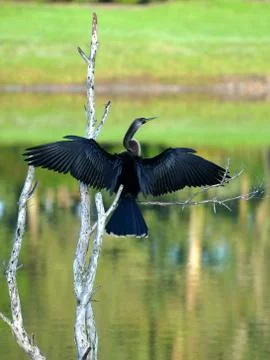 Anhinga Drying Wings Stock Photos