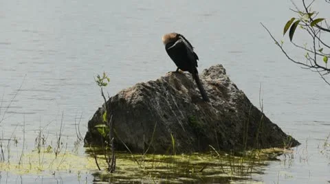Anhinga in the Everglades Stock Footage 10765376