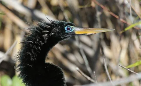 Anhinga Face Stock Photos