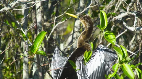 Anhinga female in Florida Stock Footage 60691314