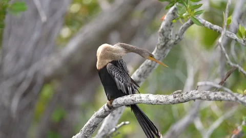 Anhinga Female Stock Footage 268449233