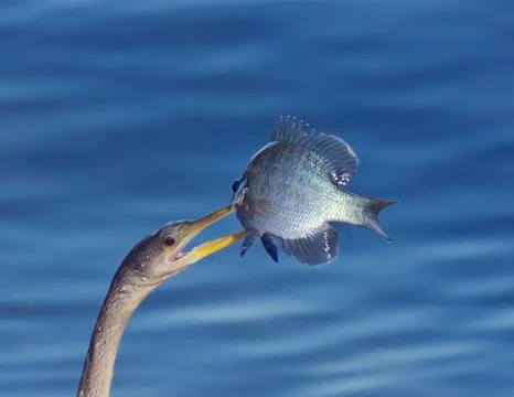 Anhinga  With a Fish Stock Photos