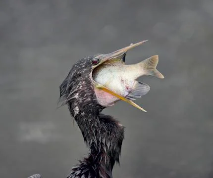 Anhinga with a Fish Fotos Stock