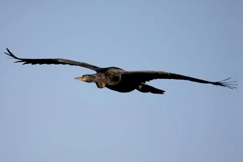 Anhinga in flight Stock Photos