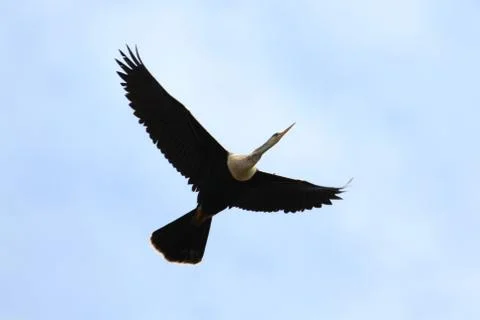 Anhinga in flight Stock Photos