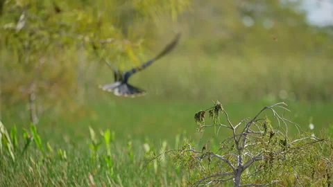 Anhinga in flight Slow Motion Stock Footage 273187936