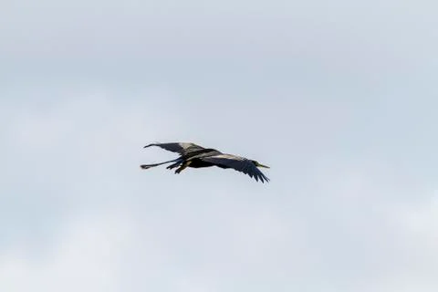Anhinga in flight wings flat Stock Photos