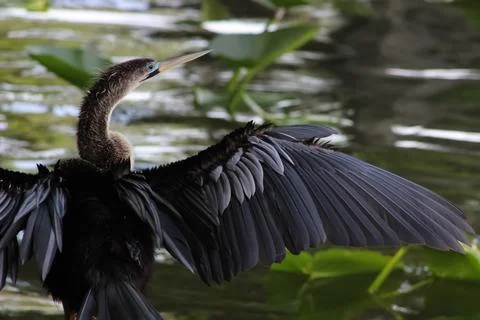 Anhinga Florida Bird Sunbathing Foto stock