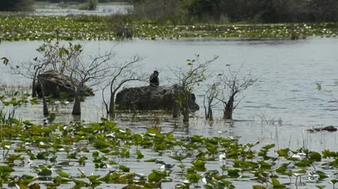 Anhinga in the Florida Everglades 動画素材 10766004