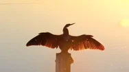  Anhinga In Florida Wetlands At Sunset Stock Footage