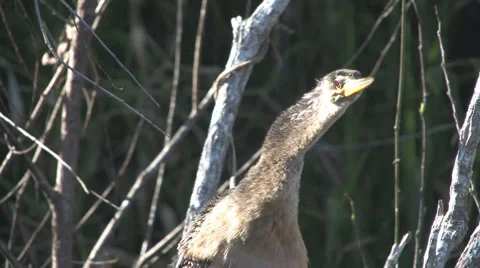 Anhinga Video stock 6530846