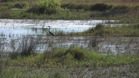 Anhinga 動画素材 77410383