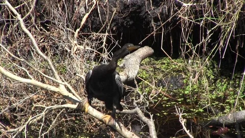 Anhinga Stock Footage 88632708