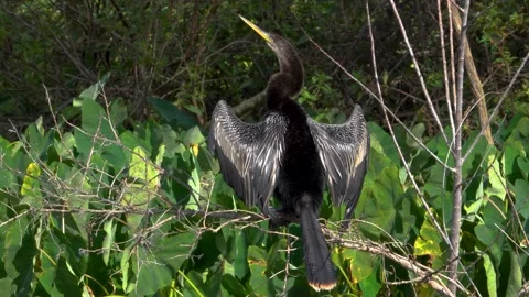 Anhinga Stock Footage 222259449