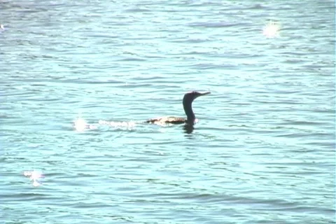 Anhinga Glides on a Lake (1a) Stockbeeldmateriaal 563468