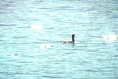 Anhinga Glides on a Lake (1b) Stockbeeldmateriaal 563483