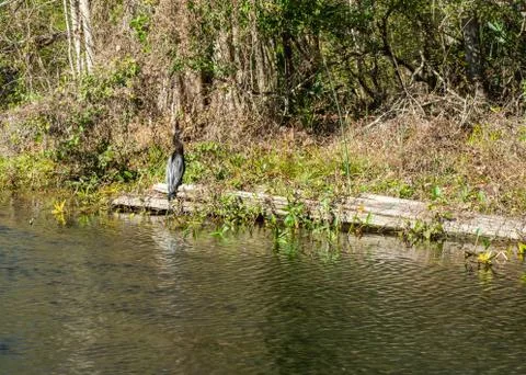 Anhinga on a Log Stock Photos