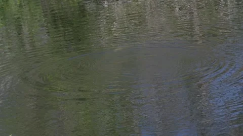 Anhinga looking for a fish to spear with its bill in the Florida everglades. Video stock 241531319
